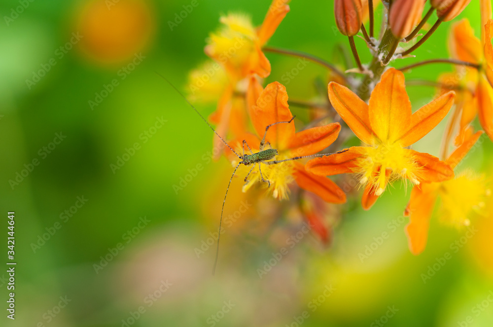 Orange-Yellow-Green flower