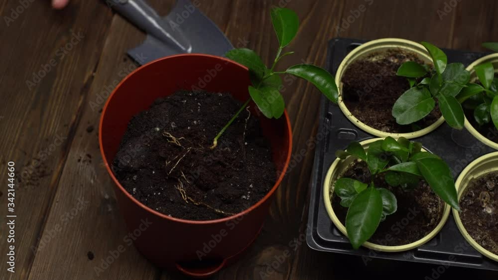Close up of brown pot with a seedling standing next to trowel and tray of seedlings. Person adjusts the seedling with his hand, takes trowel and puts soil into the pot Close up of brown pot with a seedling standing next to trowel and tray of seedlings. Person adjusts the seedling with his hand, takes trowel and puts soil into the pot