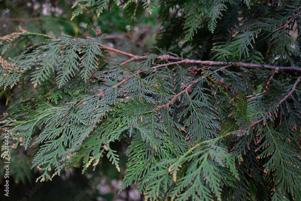 Dark green coniferous branches. Background texture of conifer close up. Nature wallpaper
