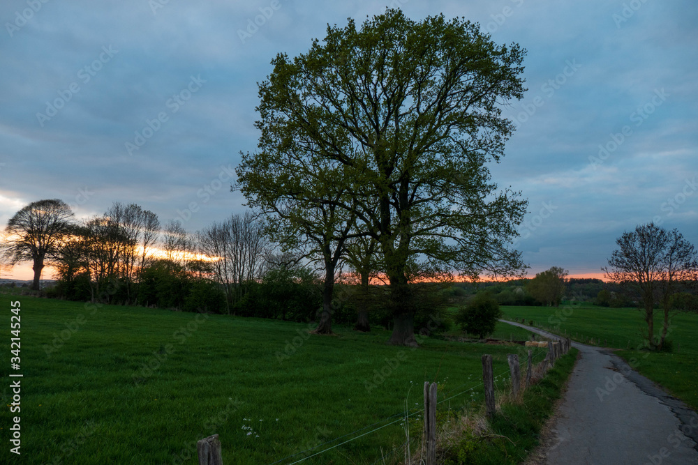 Baum im Licht der untergehenden Abendsonne Baum im Licht der untergehenden Abendsonne