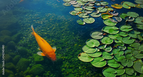 Quadro em tela Colorful Crap Koi float Among water lilies in an artificial pond