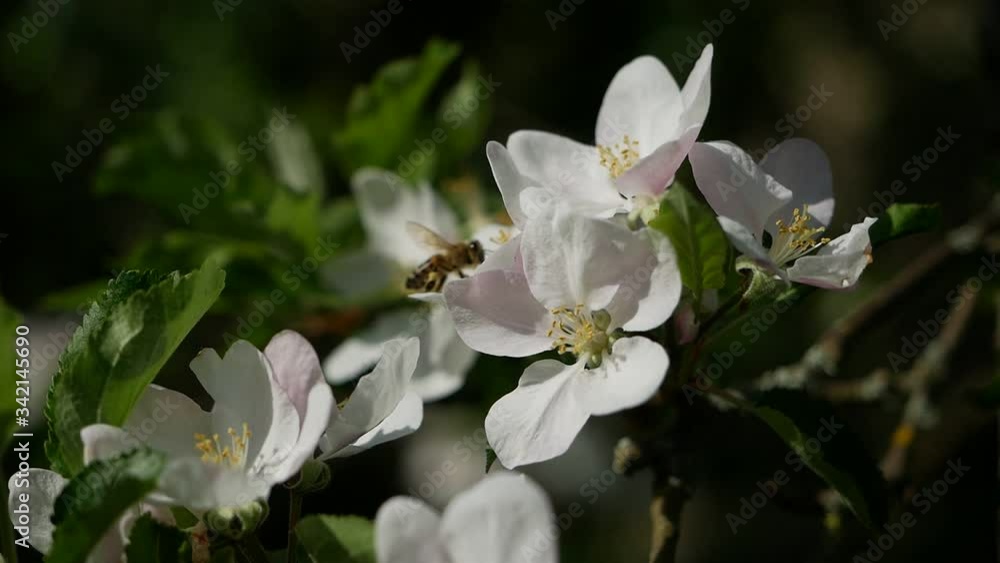 White apple blossoms being pollinated by a bee in springtime White apple blossoms being pollinated by a bee in springtime