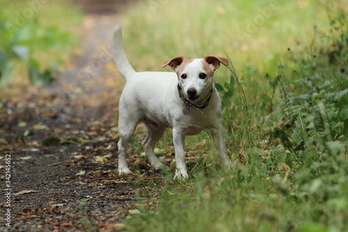 Dog - jack russell terrier