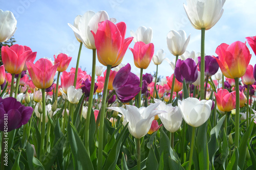 Tulips in garden colored pink, white, purple with blue sky.
