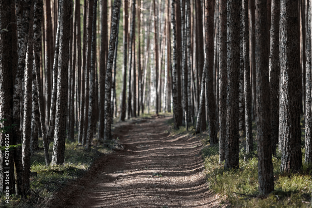 Obraz premium forest road to the pine forest. 