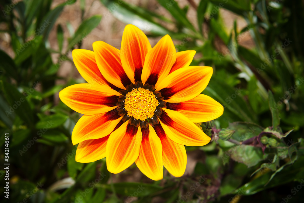yellow flower in the garden, Peru, South America yellow flower in the garden, Peru, South America