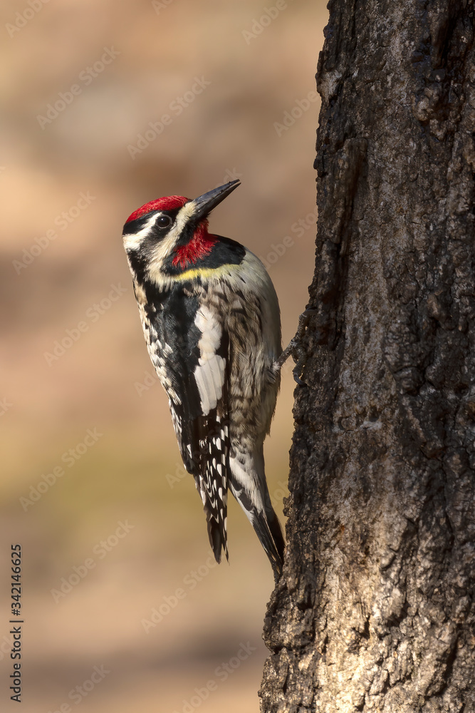 The yellow-bellied sapsucker (Sphyrapicus varius) is a medium-sized woodpecker that breeds in Canada and the north-northeastern United States. The yellow-bellied sapsucker (Sphyrapicus varius) is a medium-sized woodpecker that breeds in Canada and the north-northeastern United States.