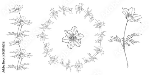 vector floral black and white composition set with anemone flowers