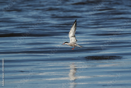 White-cheeked Tern after a dive