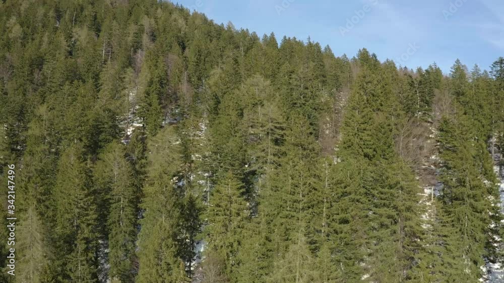 Drone flies uphill over spruce to a sunny weather, the mountains of Italy, Trentino, Italian Alps and Dolomites on background Drone flies uphill over spruce to a sunny weather, the mountains of Italy, Trentino, Italian Alps and Dolomites on background