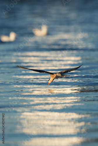 White-cheeked Tern fishing