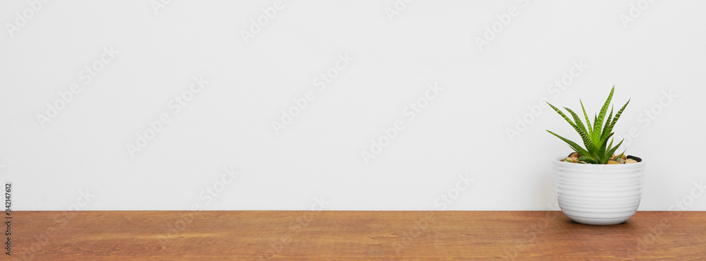 Indoor succulent plant in a white pot. Side view on wood shelf against ...