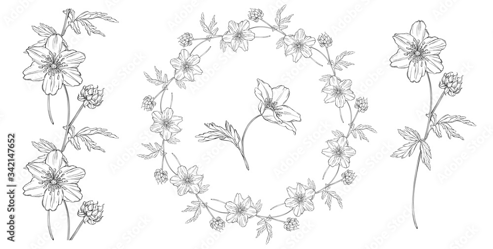 vector floral black and white composition set with anemone flowers