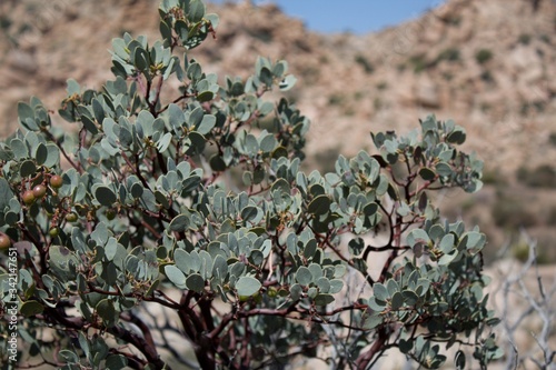 Big Berry Manzanita, Arctostaphylos Glauca, native shrub of Pioneertown Mountains Preserve in the Southern Mojave Desert, presents foliage with truly transfixing texture and color. photo