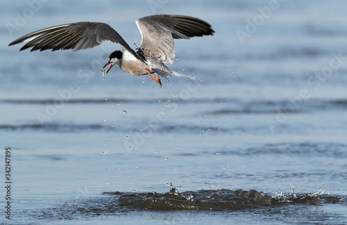 White-cheeked Tern after a dive with a fish © Dr Ajay Kumar Singh