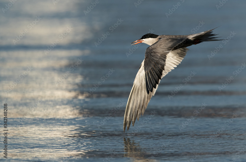 White-cheeked Tern flying with display of full streched wings White-cheeked Tern flying with display of full streched wings