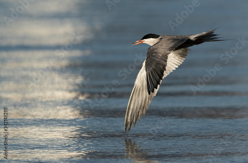 White-cheeked Tern flying with display of full streched wings