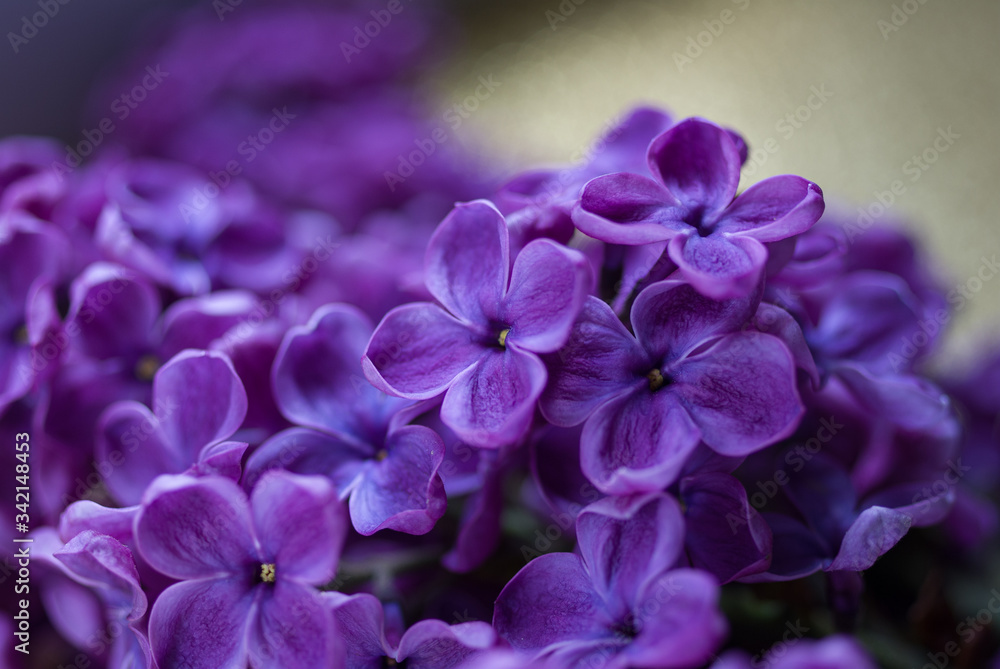 beautiful bunch of purple lilac close-up beautiful bunch of purple lilac close-up