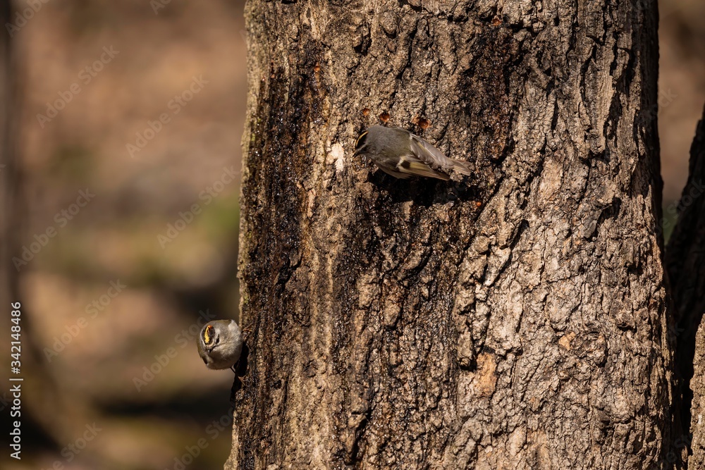 Golden and Ruby crowned Kinglets. In the spring, woodpeckers make holes in a tree from which sweet sap flows.
Other birds also fly to these places, drinking this sweet sap Golden and Ruby crowned Kinglets. In the spring, woodpeckers make holes in a tree from which sweet sap flows.
Other birds also fly to these places, drinking this sweet sap