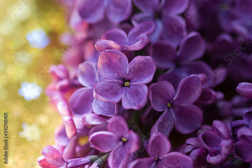 beautiful bunch of purple lilac close-up