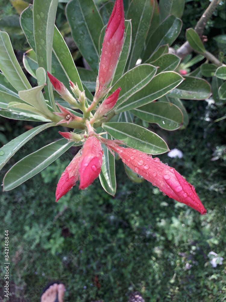 Obraz premium Red adenium ( plumeria ), kamboja merah or kamboja bangkok