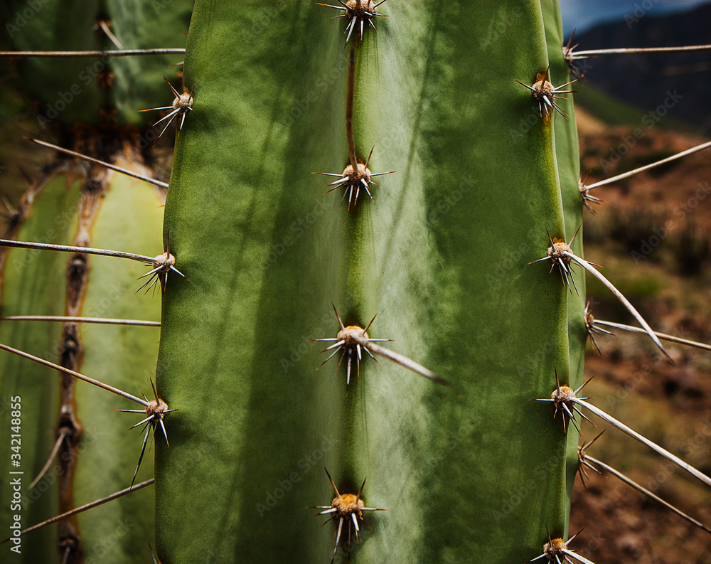 cactus close up, Colca Canyon, Peru, South America cactus close up, Colca Canyon, Peru, South America