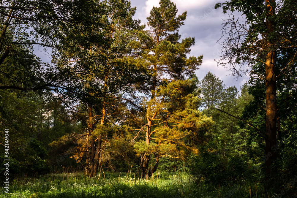 Obraz premium Pine trees in a forest clearing in the sun 2
