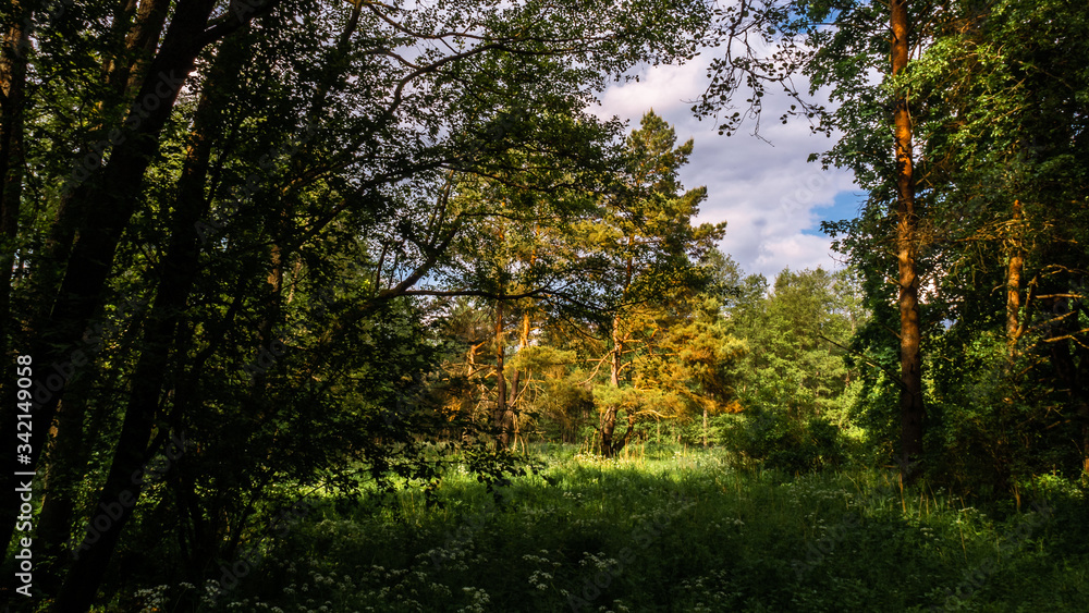 Obraz premium Pine trees in a forest clearing in the sun 1