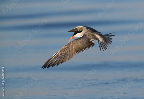 White-cheeked Tern hovering