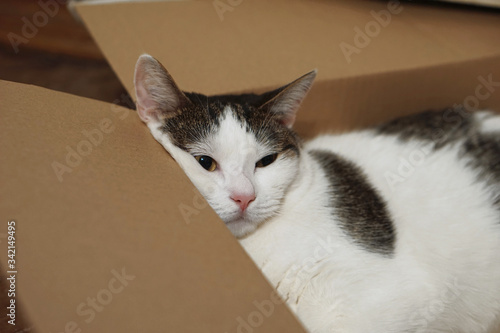 Lazy cat lying down in the carton box and looking at the camera