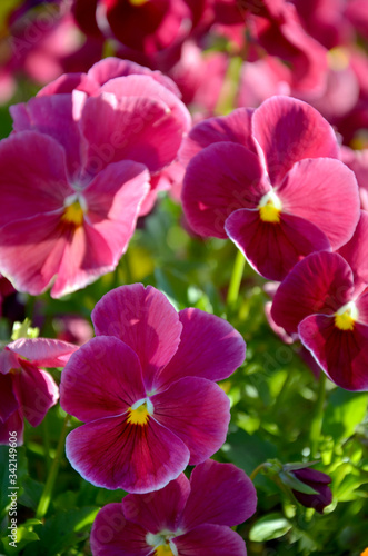 pansy flower beautiful bright pink flowers in the flowerbed on a summer day