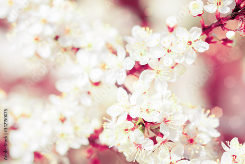 Flowering pink cherry. Sakura in spring close up. Spring concept