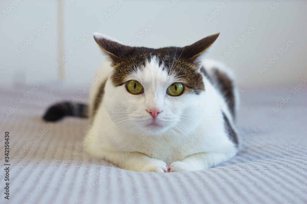 Spotty white cat looks playfull at the grey background, bulging eyes