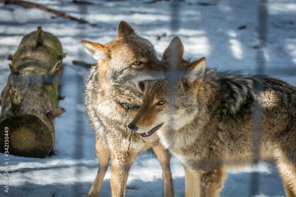 Coyotes at Adirondack Wildlife Refuge Upstate New York