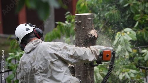 A worker with a helmet works at a height in the trees. Climber on a white background. Arborist man cuts branches with a chainsaw and throws it to the ground. Lumberjack works with a chainsaw.