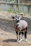 Gemsbok or gemsbok or Oryx gazella in zoo
