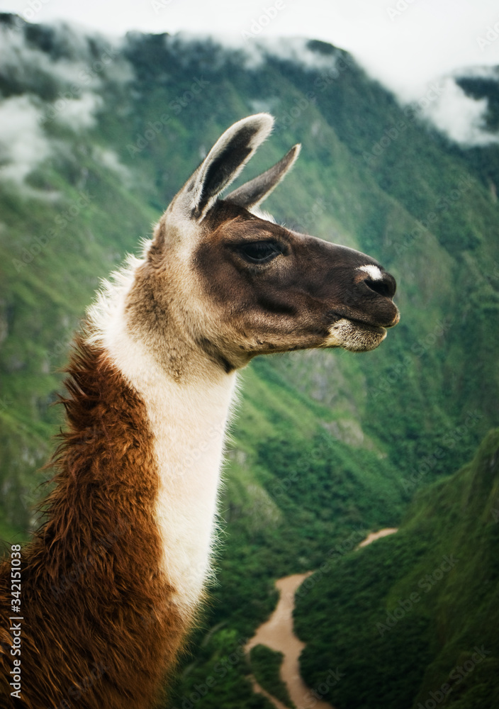 alpaca standing in front of Machu picchu, Cusco, Peru, South America alpaca standing in front of Machu picchu, Cusco, Peru, South America