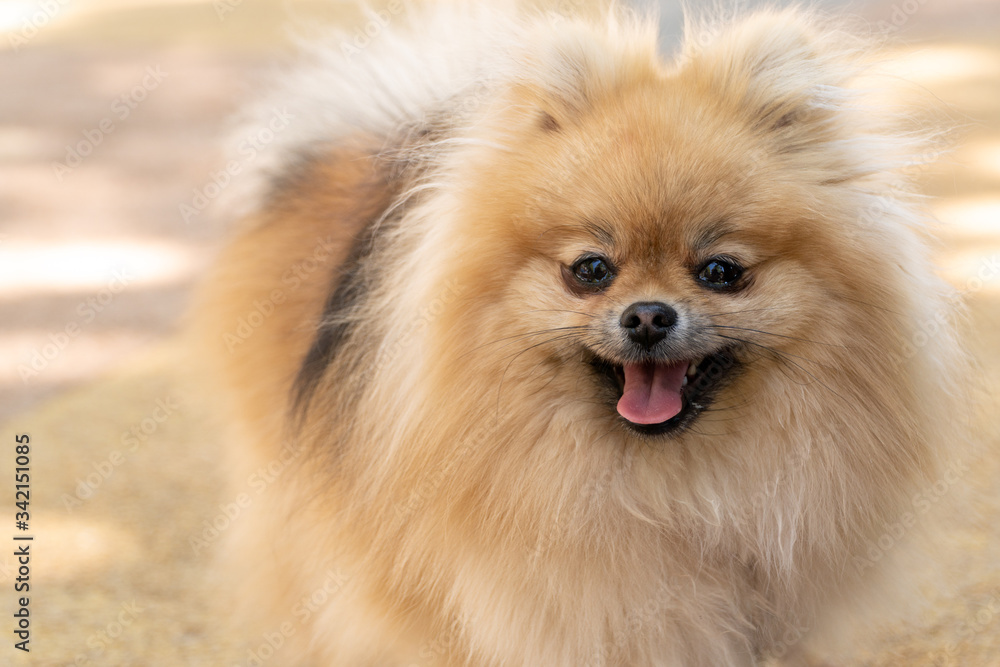 Portrait of adorable Pomeranian cute dog smiling and looking at camera, cute pet.