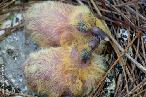 two little yellow newborn pigeon chicks lie naked without feathers and alone in the nest on the balcony, waiting for parents shaking because of the cold