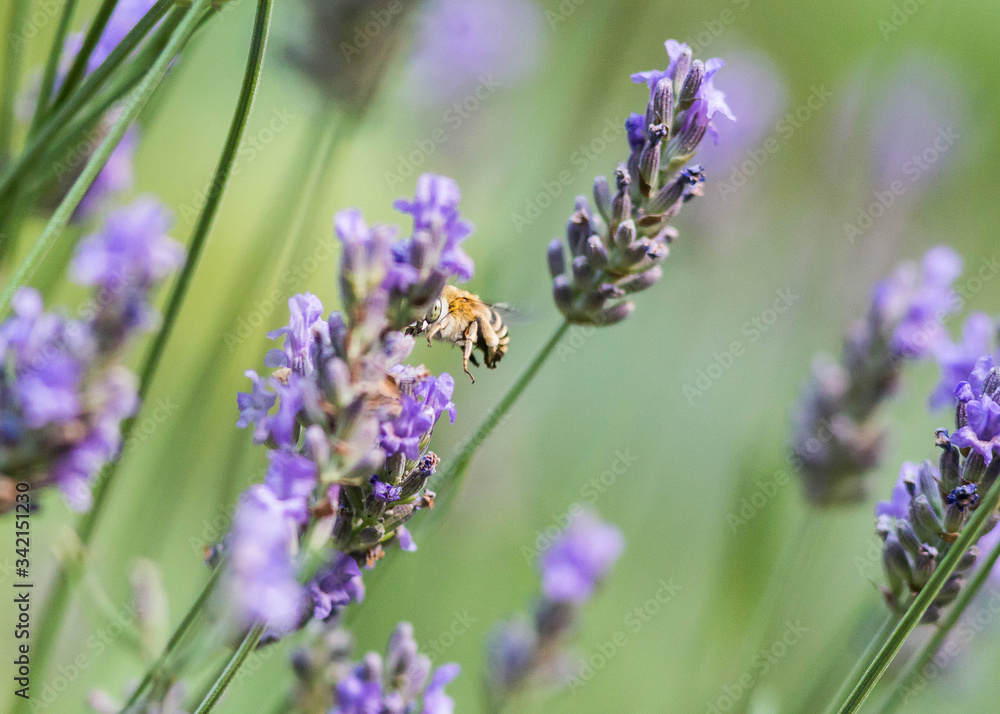 Anthophora bimaculata dans un champ de lavande Anthophora bimaculata dans un champ de lavande