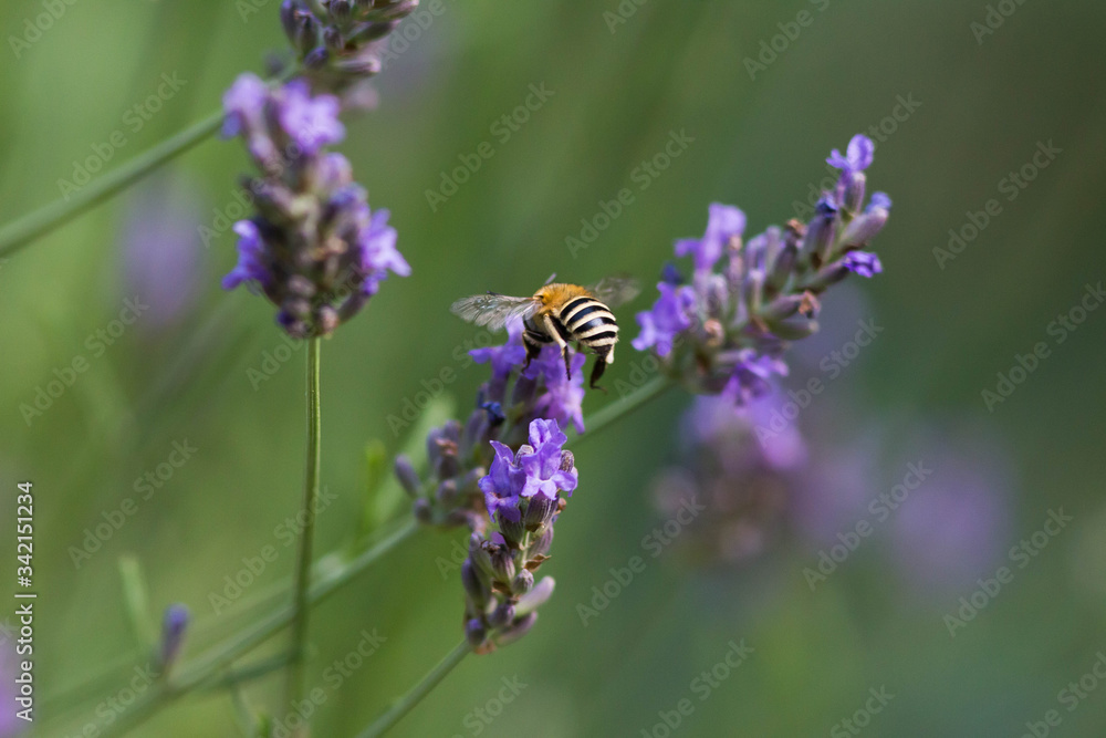 Anthophora bimaculata dans un champ de lavande Anthophora bimaculata dans un champ de lavande