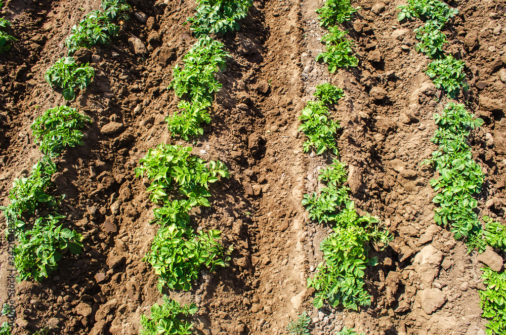Riviera variety potato bushes plantation on a farm agro cultural field. Agriculture, growing food vegetables. Cultivation and care, harvesting in late spring. Agroindustry and agribusiness. Riviera variety potato bushes plantation on a farm agro cultural field. Agriculture, growing food vegetables. Cultivation and care, harvesting in late spring. Agroindustry and agribusiness.