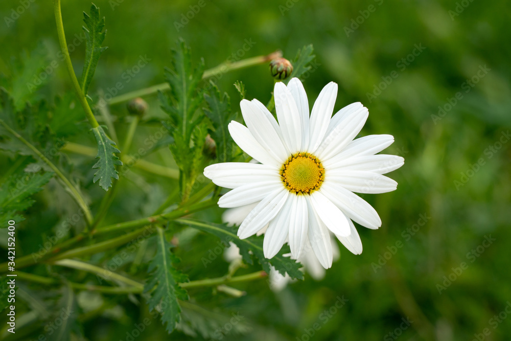Obraz premium Decorative chamomile flower in the garden on a sunny day.