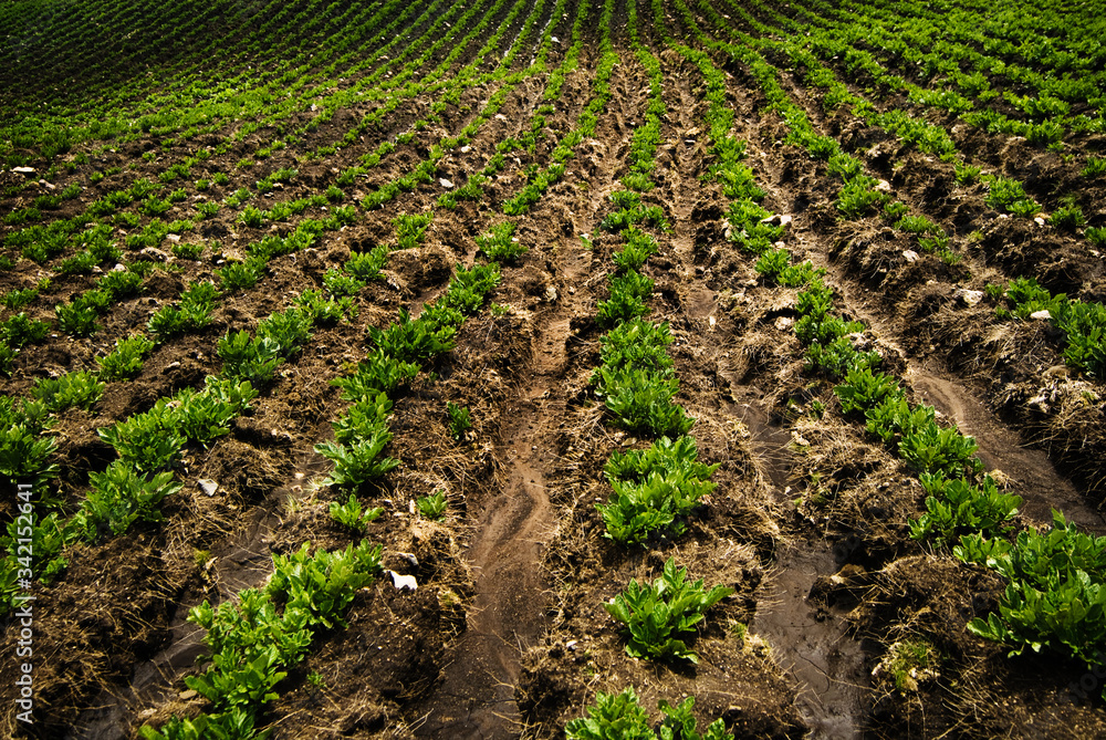 Potato crops in Chaullacocha village, Andes Mountains, Peru, South America Potato crops in Chaullacocha village, Andes Mountains, Peru, South America
