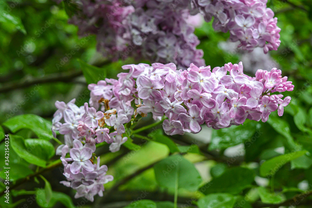 Blossom of lilac flowers in Kyiv, Ukraine on May, rainy weather Blossom of lilac flowers in Kyiv, Ukraine on May, rainy weather