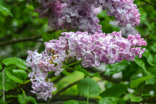 Blossom of lilac flowers in Kyiv, Ukraine on May, rainy weather