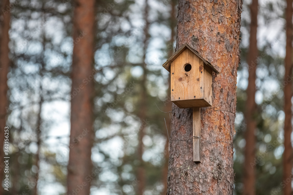 birdhouse in the pine forest