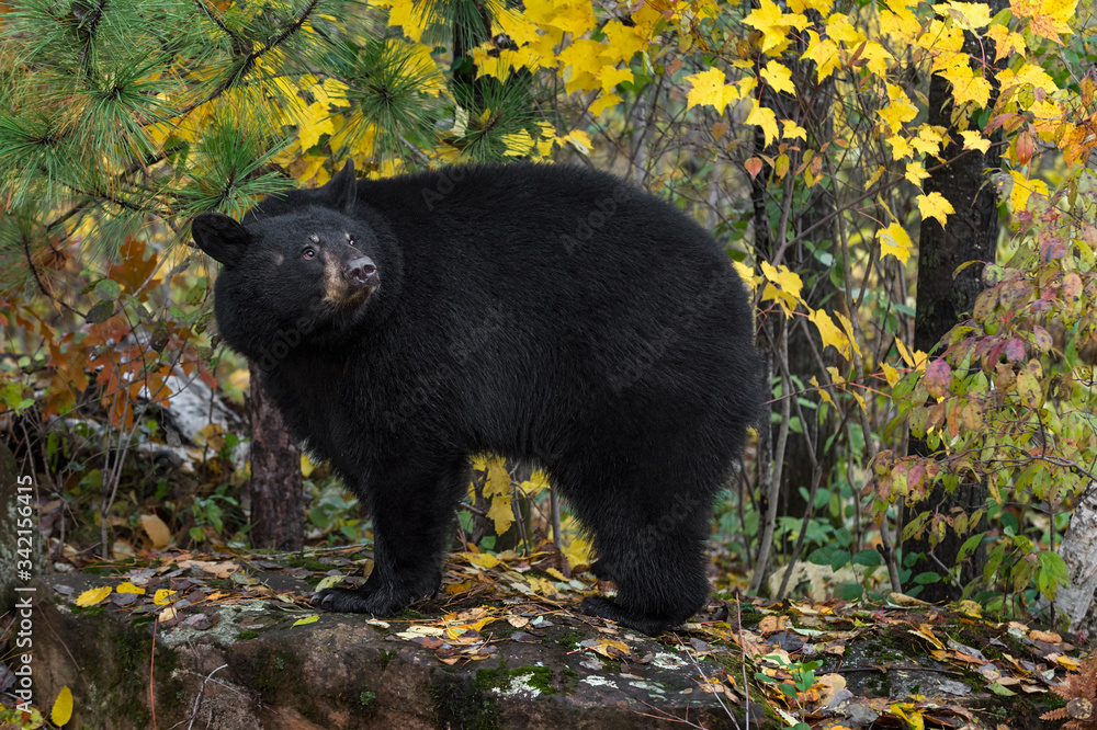 Black Bear (Ursus americanus) Turns Looking Up From Rock Autumn Black Bear (Ursus americanus) Turns Looking Up From Rock Autumn