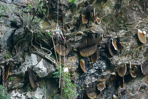 The ancient art of honey hunting in Nepal -  Honey Hunting in the dangerous mountain.