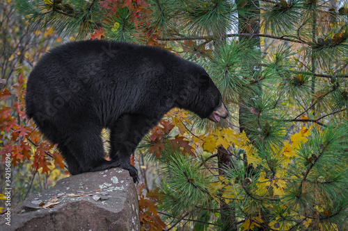 Black Bear (Ursus americanus) Stands in Profile on Rock Autumn